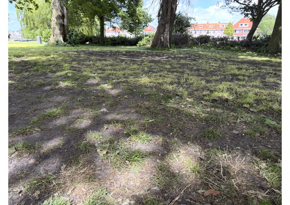 Victoriepark gras
